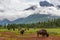 Herd of American Bison or Buffalo With Mountain Background