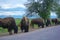 Herd of American Bison Buffalo by a road during the day