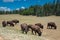 A herd of American Bison graze in a meadow near the North Rim of Grand Canyon National Park, Arizona, USA