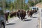 Herd of American Bison walking along the highway in Yellowstone