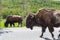 Herd of American Bison walking along the highway in Yellowstone