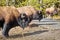 Herd of American bison in Yellowstone National Park, Wyoming, USA