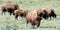 Herd of American Bisons Buffalo  Grazing