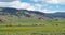 Herd of american bisons walking across the prairie in the Yellowstone National Park, Wyoming, USA. Herd of wild animals