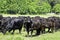 Herd of Angus cows and calves in springtime pasture