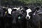 Herd of Angus crossbred heifers