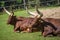 Herd of Ankole-Watusi resting on the ground in a farm under the sunlight