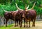 Herd of Ankole Watusi together in the pasture, Popular american cow breed with big horns