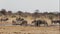 Herd of antelope drinking from waterhole