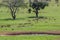 Herd antelope on savanna in grass in Taita Hills National Reserve