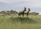 A herd of antelope Topi