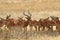 Herd of antelopes impala