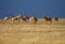 Herd of antelopes in Kenya