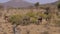 Herd Of Antelopes Waterbuck Walk And Graze Greenery From The Bushes In Desert