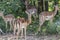 Herd of Antilopes together inside Kruger Park, South Africa