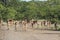 Herd of Antilopes together inside Kruger Park, South Africa