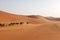 A herd of Arabian camels crossing the desert in Riyadh, Saudi Arabia