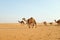 A herd of Arabian camels walking across the hot desert of Riyadh, Saudi Arabia to graze