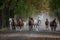 Herd of arabian horses on the autumn village road