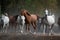 Herd of arabian horses on the autumn village road