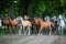 Herd of arabian horses on the autumn village road