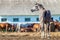 Herd of Arabian horses in paddock