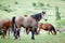 Herd of Arabian horses at pasture