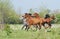 Herd of arabian horses running on pasture