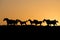 Herd of arabian horses at the sunset