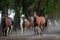 Herd of arabian horses on the village road