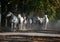 Herd of arabian white horses on the autumn village road