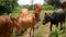 Herd of Asian cows walking down the hillside -wide