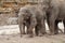 Herd of Asian Elephant - Elephas maximus