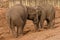 Herd of Asian Elephant - Elephas maximus