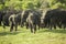 A herd of Asian elephants