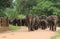 Herd of Asian Elephants