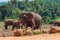 Herd of Asian elephants in the jungle.