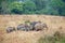 Herd of Asian Elephants of Khao Yai national park