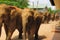 Herd of asian elephants. Pinnawela. Sri Lanka.