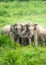 A herd of Asian Elephants are protectively a newborn elephant calf in the fields of Kui Buri National Park, Thailand