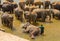 Herd Asian elephants swimming playing and bathing in river