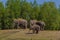 a herd of Asian Elephants with a young calf