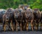 A herd of Asian water buffaloes looks at the photographer for a group picture
