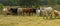 Herd of australian beef cattle panarama