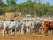 Herd of australian brahman beef cattle are held at a cattle yard before being exported
