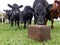 Herd of background cattle with a pressed block