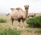 Herd of Bactrian camels