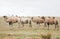 Herd of Bactrian camels