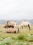 Herd of Bactrian camels