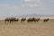 Herd of bactrian camels in the dry Gobi Desert, Umnugovi region in Mongolia.